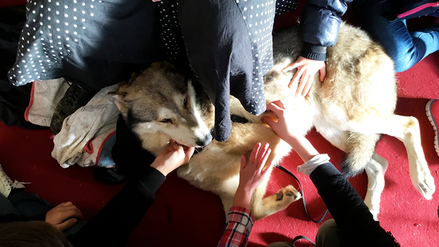 Rencontre avec un chien loup lors de l’atelier « Un animal, des anim’mots » à l’IME Alexis Ricordeau.