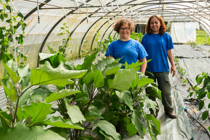 Maraichage biologique avec la production de légumes bio vendu chaque mercredi à l'ESAT